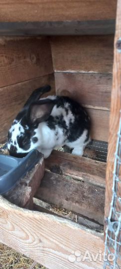 Кролики разных пород