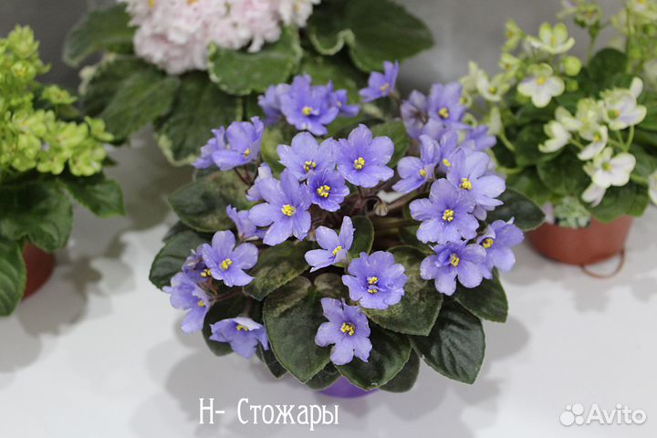 Сортовые фиалки мини