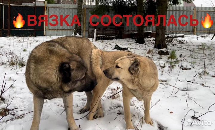 Армянский Гампр-Щенки