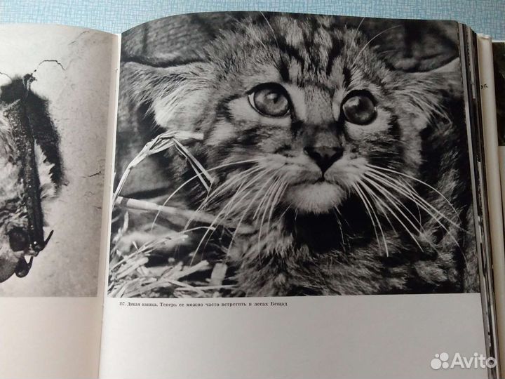 Природа Польши, Татры. Западная Словакия