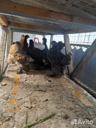 Цыплята суточные кохинхины