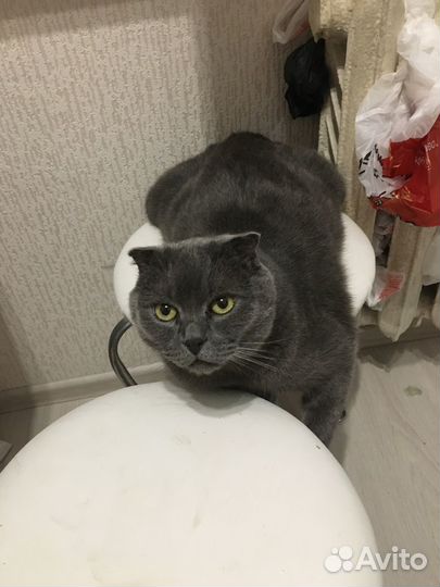 Шотландский вислоухий кот бесплатно