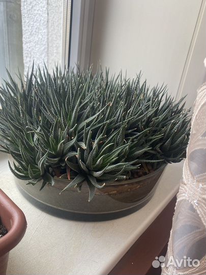 Суккуленты