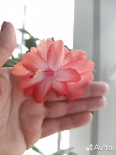 Декабрист шлюмбергера разные