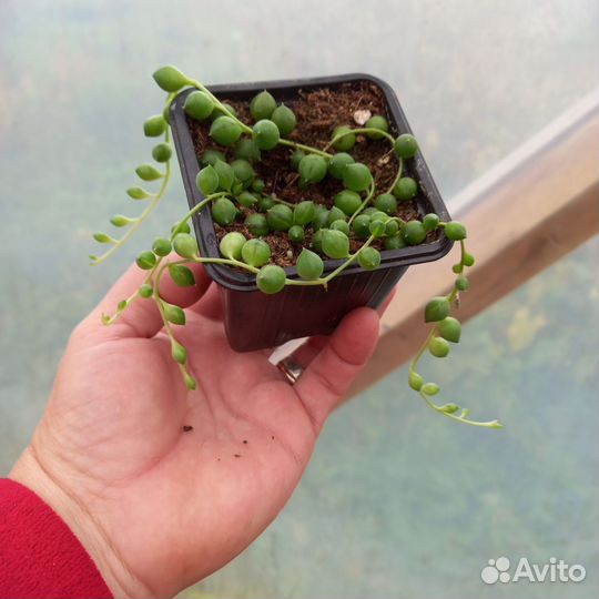 Крестовник Роули