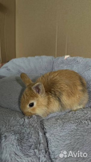 Декоративный кролик минилоп породы баран