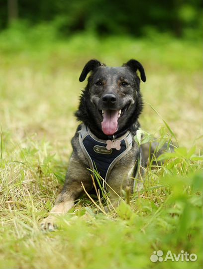 Собака в добрые руки