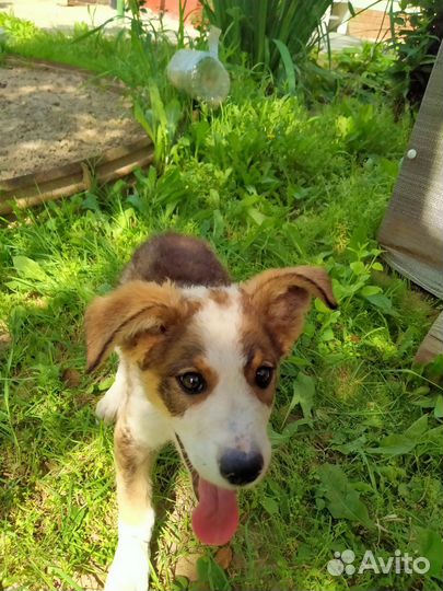 Найдена собака терьер