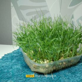 Микрозелень горох