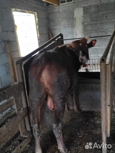 Бычок,телки