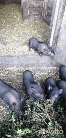 Вьетнамск вислобрюхий поросенок