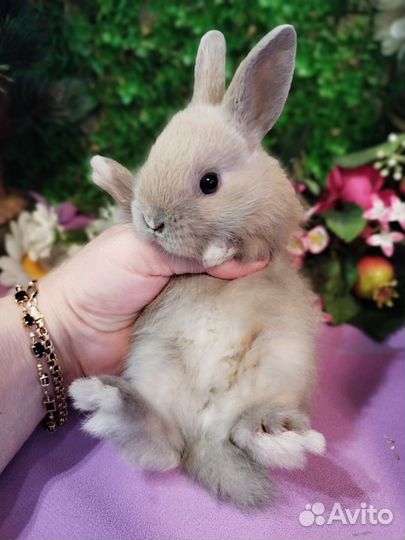 Мини карликовый кролик. Большой выбор