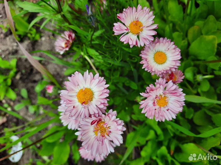 Маргаритки цветы