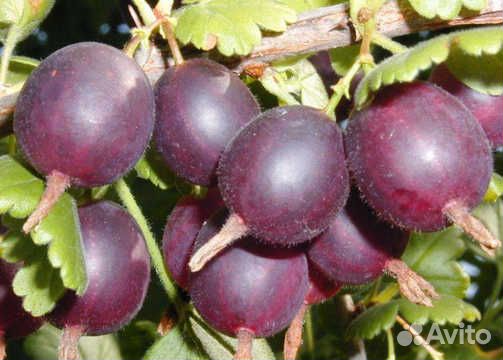 Крыжовник Северный капитан / Рассада крыжлвника