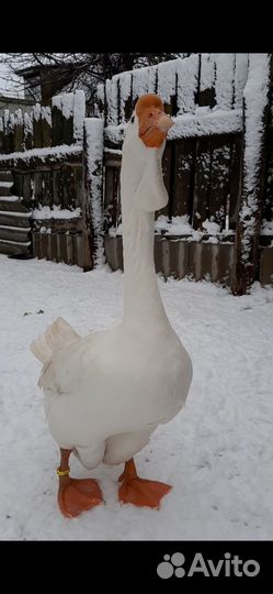 Холмогорские гуси