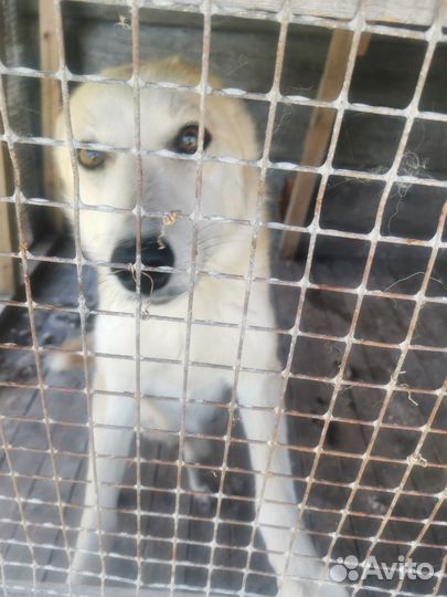 Щенки лайки зсл