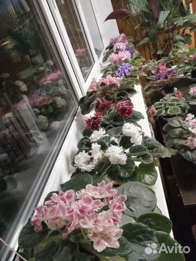 Фиалки сортовые