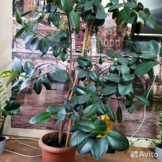 Гибискус китайская роза