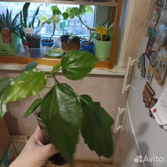 Гибискус персикового цвета