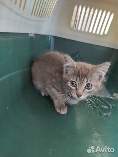 Нашла котёнка 1,5 мес. ласковый сидит в переноске