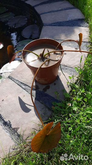 Нимфея розовая