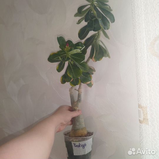 Прививки адениума