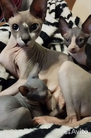 Канадский сфинкс котенок