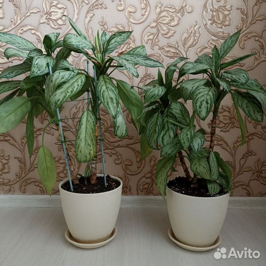 Аглаонема