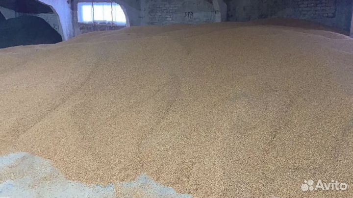 Кукуруза кормовая