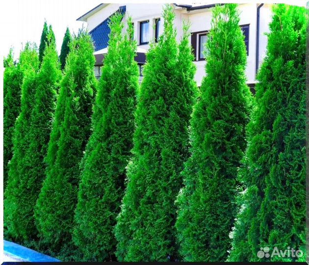 Туи Смарагд