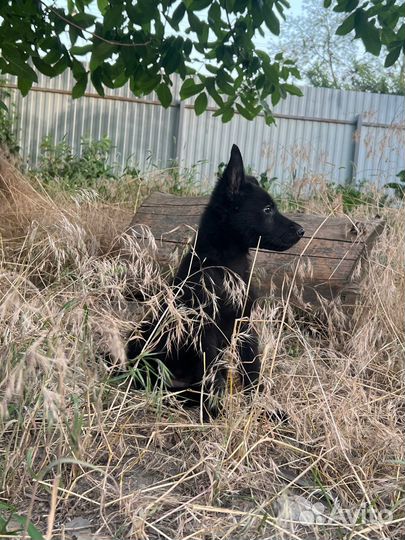 Щенки немецкой овчарки