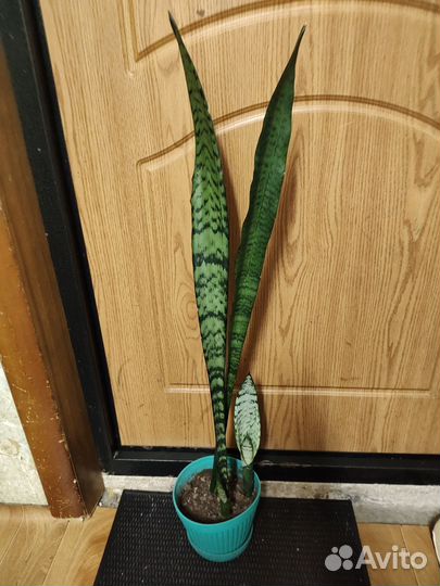 Сансевиерия, щучий хвост