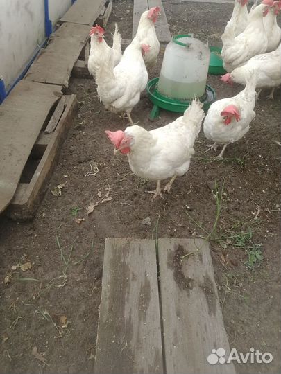 Куры несушки, 1,5 года