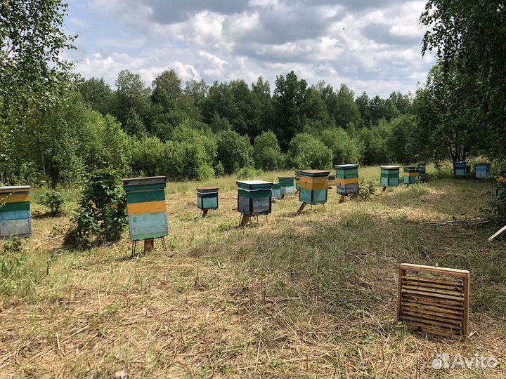 Мед 2023 года