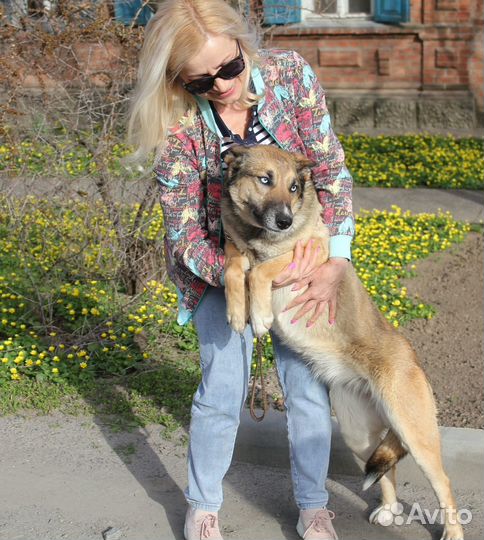 Собачка бесплатно