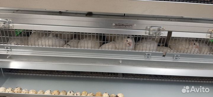 Яйца перепелиные домашние