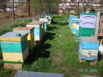 Продам пчелосемьи отводки пчел Сушь