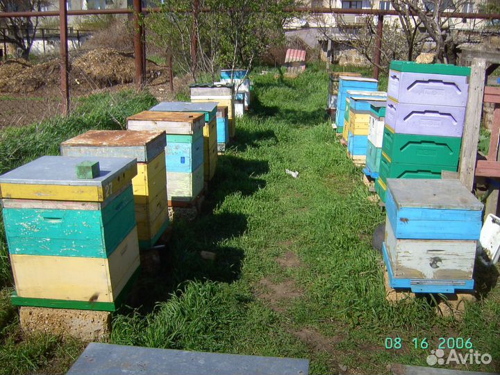 Продам пчелосемьи отводки пчел Сушь