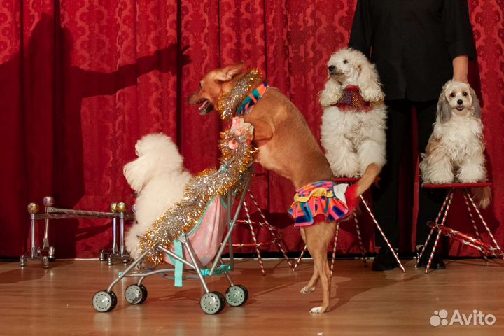 Дрессированные животные на праздник в Москве