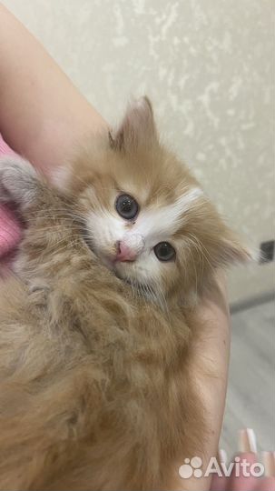 Котенок пушистый