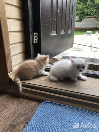 Котята с голубыми глазами