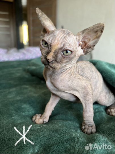 Канадский сфинкс котенок