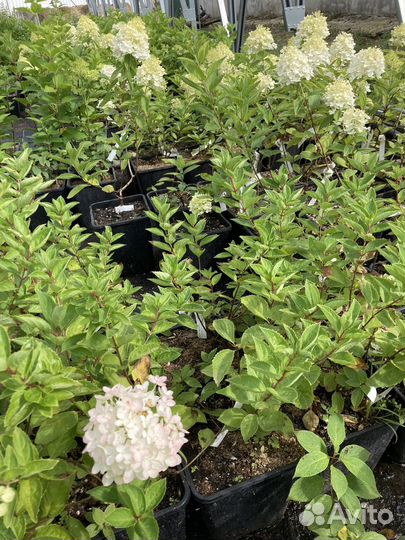 Саженцы метельчатой гортензии