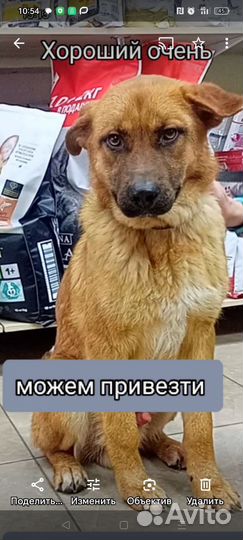 Мальчишка 1.5 года привит
