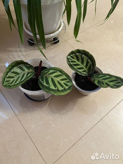 Калатея медальон