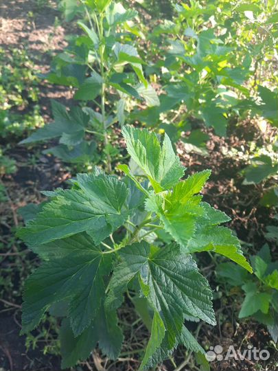 Черная смородина