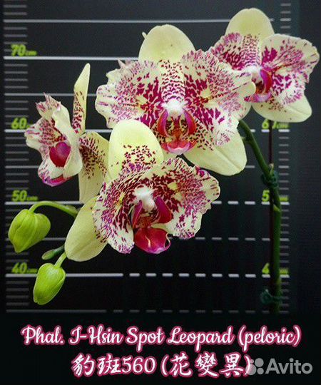 Орхидея -Hsin Spot Leopard (peloric)