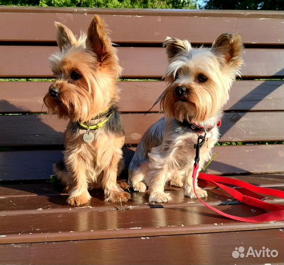 Передежка собак и мелких животных. Выгул
