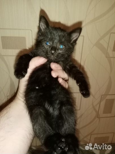 Отдам даром бесплатно в дар