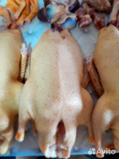 Домашние уточки